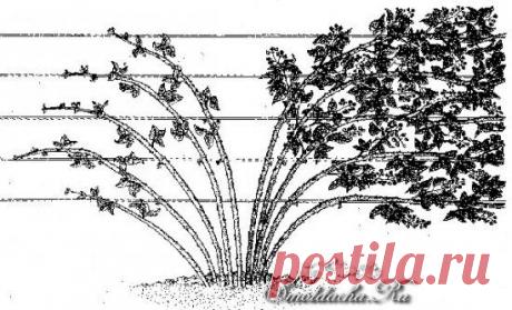 Как обрезать малину и ежевику. Отличия в обрезке прямостоячих и стелющихся сортов