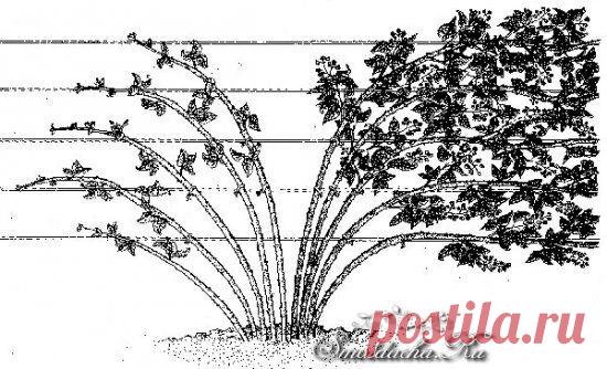 Как обрезать малину и ежевику. Отличия в обрезке прямостоячих и стелющихся сортов