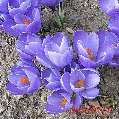 Как хранить луковицы крокусов до посадки?