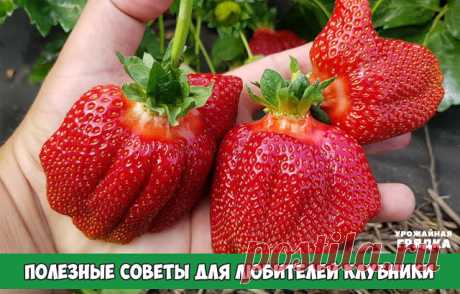 Полезные советы для любителей клубники
Если вы до сих пор убеждены в том, что клубника требует особого внимания и ухода, вы ошибаетесь. Секрет урожайности заключается лишь в соблюдении некоторых правил, которые можно выработать с годами. Суть их заключается в следующем:

Правило первое. Питание. Зимой по снегу разбросайте суперфосфат. Он будет медленно растворяться вместе со снегом.

Правило второе. Весной, после таяния снега, клубнику следует обработать вручную, удаляя су...