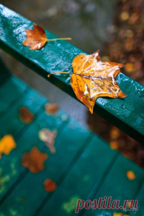 Осень, листья, дождь