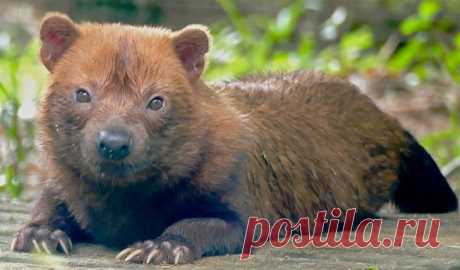 17 животных, над которыми природа долго не фантазировала, а просто создала их по чужому подобию