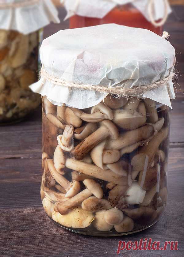 Соленые грибы. Как правильно и вкусно замариновать?