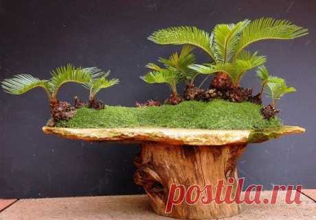 Джунгли в миниатюре
Bonsai - Cica Forest | Bonsai.