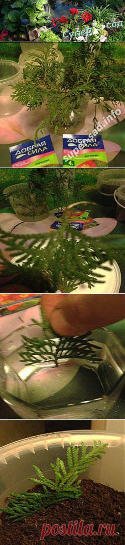 Черенкуем хвойники – сажаем то, что не можем купить. | Супер сад