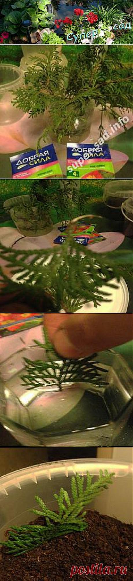 Черенкуем хвойники – сажаем то, что не можем купить. | Супер сад