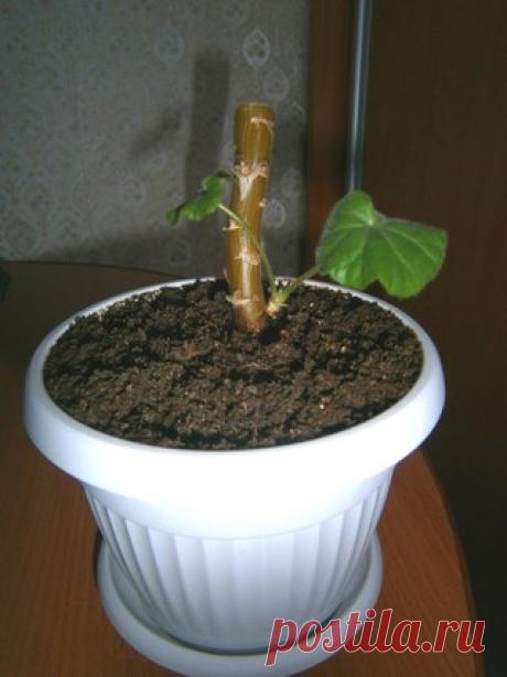 Добрый день, уважаемые любители цветов ! Эти фото для тех, кто не решается обрезать пеларгонию. У меня была одна толстая ветка, она вытянулась вверх и я решила в начале февраля её обрезать. И вот через полторы недели меня порадовал результат.  Поскольку ветка толстая, срез нужно припудрить активированным углём, чтоб растение не усыхало.