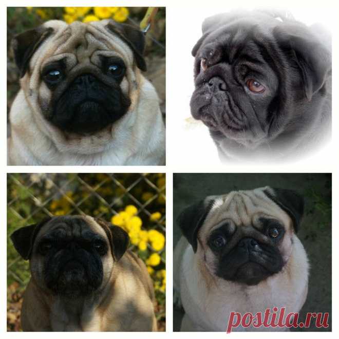 РОДОМ ИЗ МОПСЛАНДИИ - mopsosemeikas Jimdo-Page!