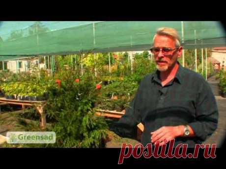 ▶ Типы и сорта можжевельников. - YouTube