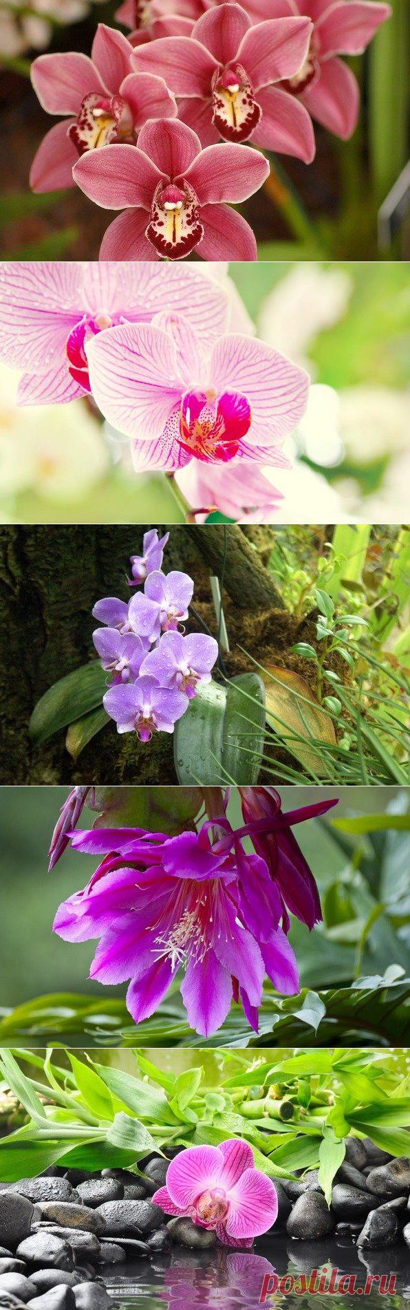 Как ухаживать за орхидеей | Самоделкино