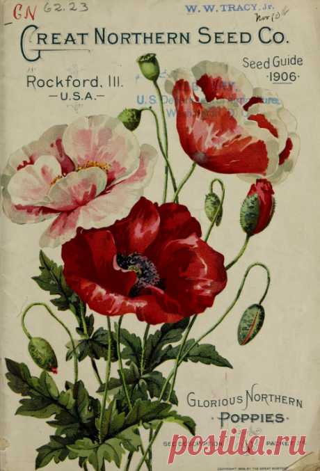 Heaveninawildflower - Front cover illustration of ‘Glorious Northern...