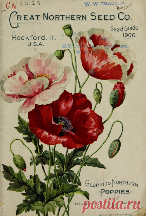 Heaveninawildflower - Front cover illustration of ‘Glorious Northern...