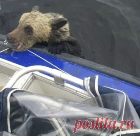 Медвежонок без сил подплыл к рыбакам и напросился к ним в лодку | Тайган | Дзен