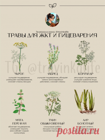 Травы для ЖКТ и пищеварения