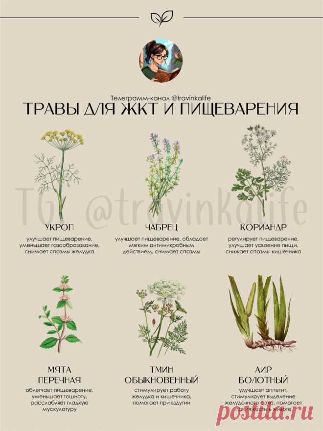 Травы для ЖКТ и пищеварения