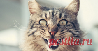 5 болезней, которые можно подцепить от кота Милые животные могут быть разносчиками опасных болезней.