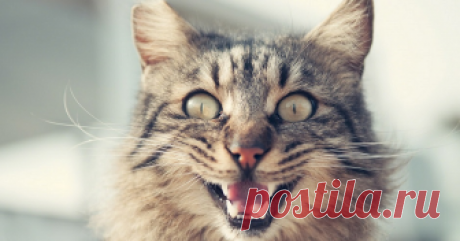 5 болезней, которые можно подцепить от кота Милые животные могут быть разносчиками опасных болезней.