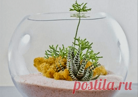 Флорариумы: виды, описание, идеи оформления ~ Planetalsad