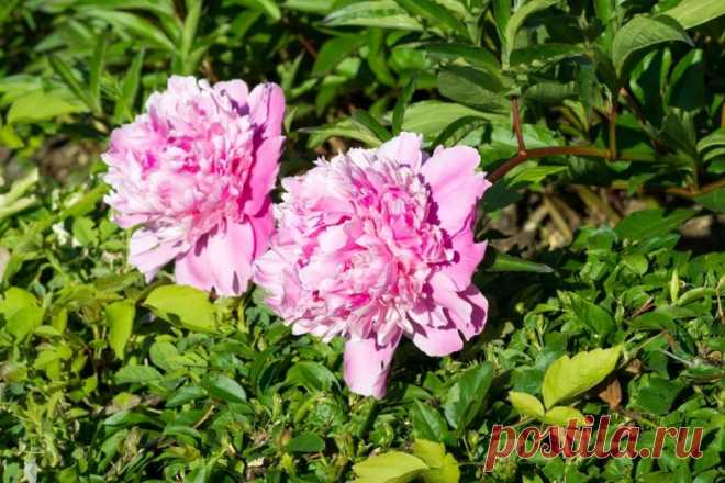 Уход за пионами весной - Огород, сад, балкон - медиаплатформа МирТесен