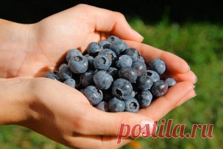 Полезные свойства черники | Domosedkam.ru