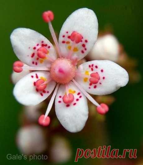 Flower of Saxifraga urbium ‘London Pride’ www.pinterest.com