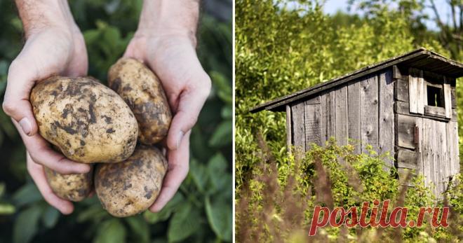 Туалет, вода, картошка: полный перечень того, за что могут оштрафовать дачника Еще раз о Туалете, воде, картошке: полный перечень того, за что могут оштрафовать дачника
Дача может быть не только источником свежих овощей и ягод, отдушиной и местом сбора родных и друзей, но и мест…
