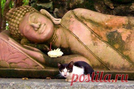 17 котов - настоящих буддистов / Питомцы