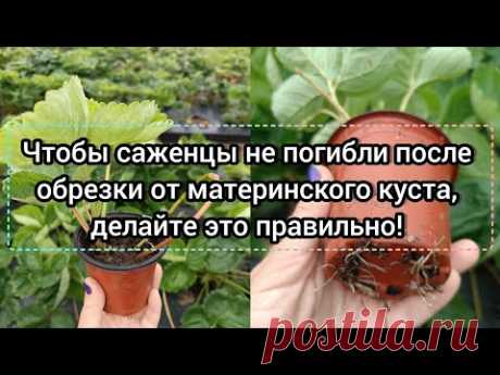 Чтобы саженцы не погибли после обрезки от материнского куста, делайте это правильно!