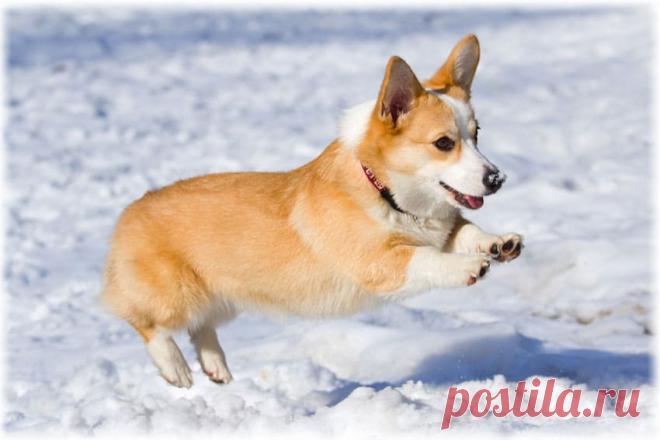 ༺🌸༻
Вельш корги пемброк фото, описание породы, отзывы, характер пастушьей собаки