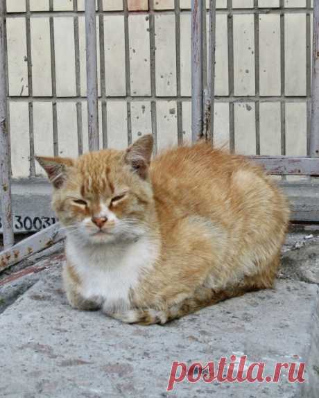 Рыжий