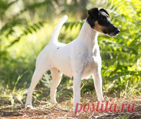 Порода собак фокстерьер