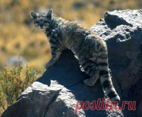 20 редких диких кошек - Андская кошка
