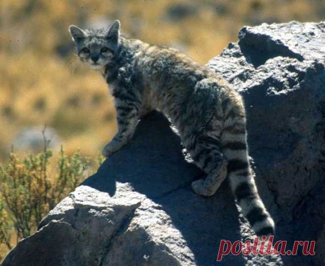 20 редких диких кошек - Андская кошка
