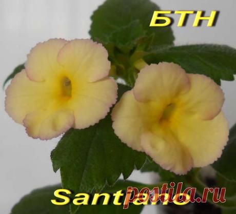 'Santiano' - Страница 2 - Форум цветоводов Фрау Флора