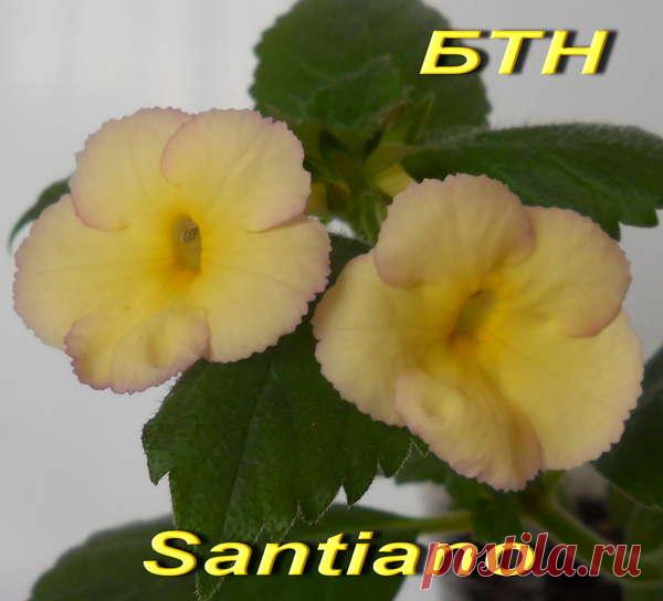 'Santiano' - Страница 2 - Форум цветоводов Фрау Флора