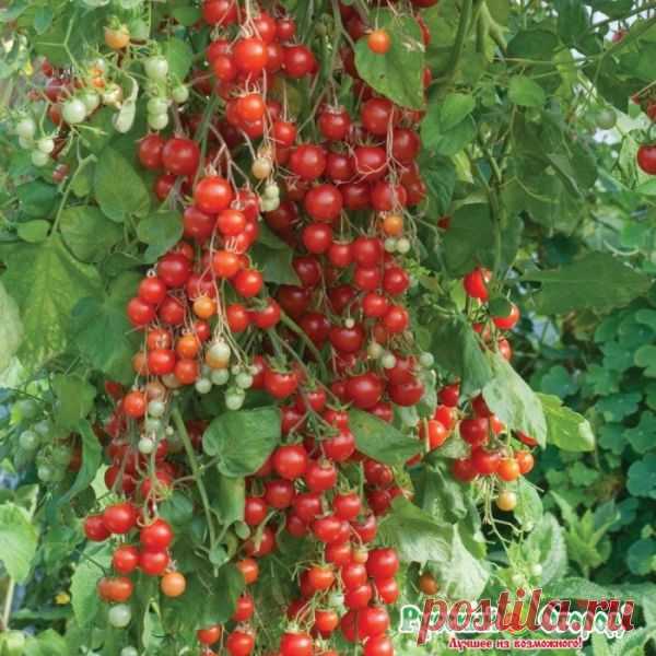 Семена. Томат 