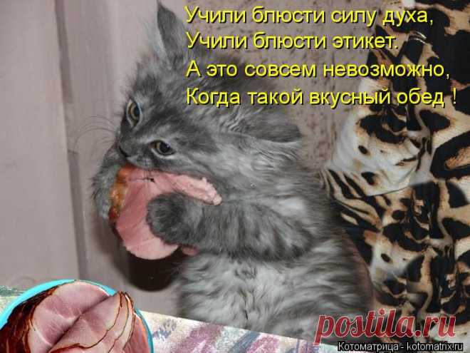 kotomatritsa_-S.jpg (Изображение JPEG, 750 × 562 пикселов)