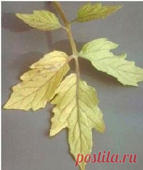 Признаки недостатка элементов питания у томатов. | Самоцветик