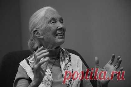 Умерла британский приматолог Джейн Гудолл
