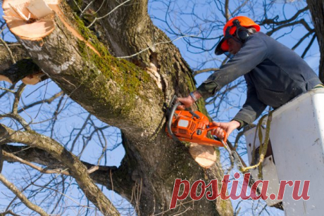 Как спилить дерево и не получить штраф | Полезно (Огород.ru)