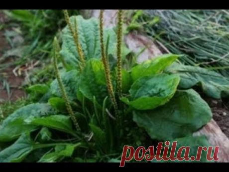 Три травы, которые лечат почти всё