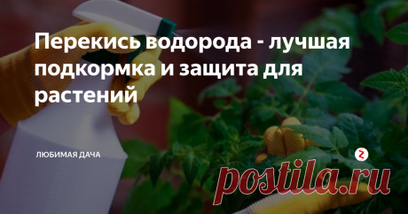 Перекись водорода - лучшая подкормка и защита для растений Часто слышу, что смеются над теми кто использует перекись водорода на своих дачных участках для подкормки и борьбы с вредителями, и зря. Это копеечное средство использовали еще мои родители и они всегда были довольны результатом. Растения всегда росли вдое веселей и защищенный. Перекись стимулирует растения на рост, на развитие большего количества завязи и плоды созревают на мой взгляд немного быс