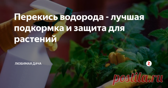 Перекись водорода - лучшая подкормка и защита для растений Часто слышу, что смеются над теми кто использует перекись водорода на своих дачных участках для подкормки и борьбы с вредителями, и зря. Это копеечное средство использовали еще мои родители и они всегда были довольны результатом. Растения всегда росли вдое веселей и защищенный. Перекись стимулирует растения на рост, на развитие большего количества завязи и плоды созревают на мой взгляд немного быс
