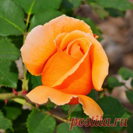 Художник Джордж Бернард О’Нил