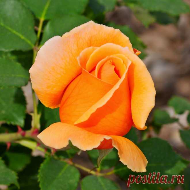 Художник Джордж Бернард О’Нил