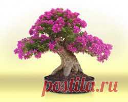 Бугенвиллея - шикарная тропиканка | ВСЁ ДЛЯ ДОМА