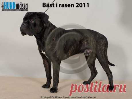 CANE CORSO Namn:  MAGNUSLUNDS HOLYSMOKE H MAJESTY ÅKE    Ägare:  KARLBERG MARTIN, LIDKÖPING  Uppfödare:  ANDERSSON MONICA, GRÄSTORP