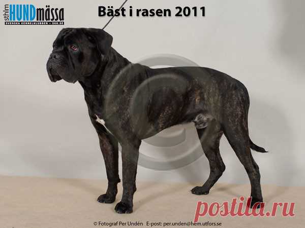 CANE CORSO Namn:  MAGNUSLUNDS HOLYSMOKE H MAJESTY ÅKE    Ägare:  KARLBERG MARTIN, LIDKÖPING  Uppfödare:  ANDERSSON MONICA, GRÄSTORP