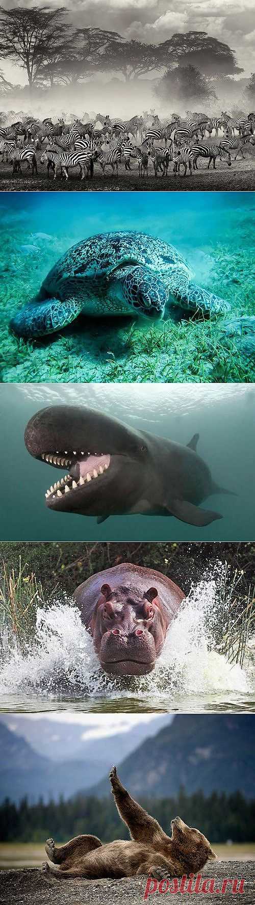 Великолепная дикая природа / Питомцы