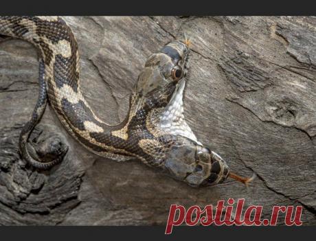 Фото дня: двухголовая змея